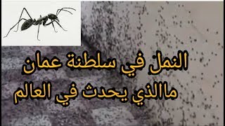 النمل في عمان ما الذي يحدث في العالم