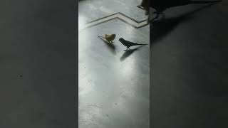 parakeets birds are playing together #parakeet birds #playing #shorts #YouTube