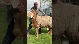 Сын Фокса.#shorts #sheep #арашан #кочкор #animals #shortvideo #farming #гиссар #lamb #койбазар