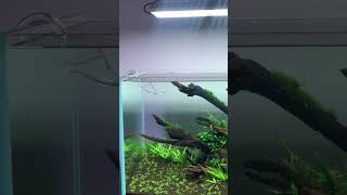 #fishaquarium #beautiful #aquariumfish #fishtank #youtubeshorts #aquascape