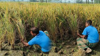 গ্রামে ধান কাটার ধুম