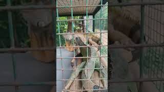 Reptiles in prani pet sanctuary