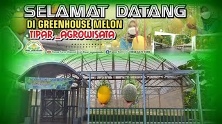 Priode ke 2 | Perkembangan melon usia 35 hst