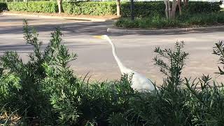 White egret stalking its lunch in The Villages, Florida