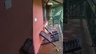 Tree House @Wayanad Resort#shorts