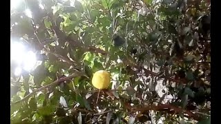 3 line forest lemons tree