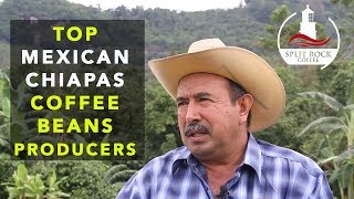 How I Became The Top Producer of Coffee in Chiapas, Mexico? Sheer Determination Detected!