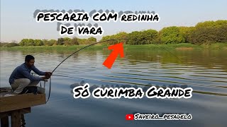 Pescaria de curimba com Redinha de vara ! Só pega curimba grande #curimba #pescaria #fishing