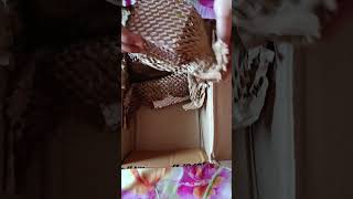 unboxing Nykaa products #blackpink #lisa #bts