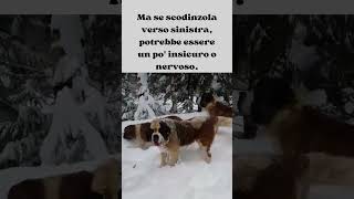 Lo Sapevi Il Tuo Cane Parla con la Coda!  #shorts #dog #curiosità #cute #viralvideo #amicifelini