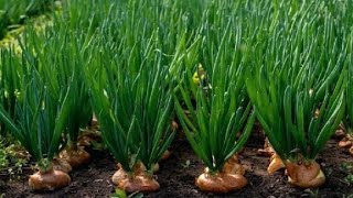 پیاز کا ریٹ آسمانوں پہ انڈیا نے بھی برآمد بند کر دی، onion, Onion Pakistan,onion India, Onion crop