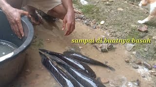 Ikan gabus nya ngamuk!! sampai di buat basah oleh nya