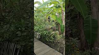 Viral!!! Hutan Makanan di Samping Rumah!!!