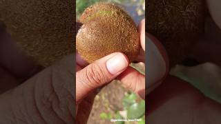 Fruits harvesting 🍏🥑🥝🍐🍑 #seasonal #fruitharvesting  #satisfying #gardening @gardening_lover7469