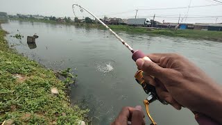 Asik joran kancra tor 2 lb untuk casting hampala babon . kalimalang