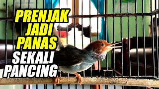 SUARA PIKAT PRENJAK KEPALA MERAH GACOR DOR | COCOK BUAT PANCINGAN &  MASTERAN PRENJAK CALON JUARA