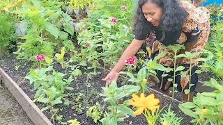 LOKAL DAN IMPOR SEMUA ADA DISINI! KEBUN BARU! SUPERMARKET BARU!