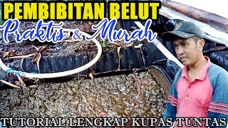 CARA MEMBIBITKAN BELUT DI DRUM BEKAS! Tips singkat bermanfaat bagi para pemula.