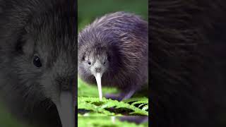 10 National animals of different countries | Part 1 | 4k #facts #national