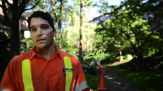 Emerald Ash Borer | Cohen and Master