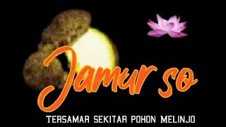 Jamur So: Tersamar sekitar pohon Melinjo