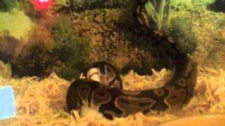 baby ball python eating mouse fast