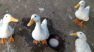 Duck Sound | Duck Noises and Quacking Sound | Pets Food and Care