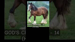 God's Creations-14 ( Horses)  #shorts *Original audio  - Vibez ( Instrumental)