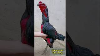 Ayam ganoi full body