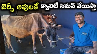 జెర్సీ ఆవులే బాగున్నాయి Local Jersey cows farm @MalleshAdla