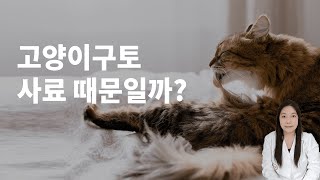 갑작스런 우리 고양이구토, 원인은 무엇일까요?