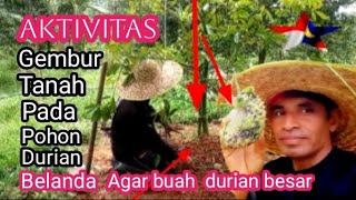 Aktivitas pengemburan tanah pada Pohon Durian Belanda / pohon Sirsak agar tumbuh subur & buah besar.