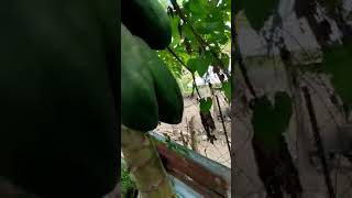 papaya picking