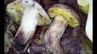 Boletus impolitus. Champimaginatis. English Text.