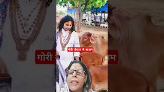 #गौरी गोपालगौ आश्रम#guruji#aniruddhacharya ji#Vrindavan#pravachan#trending #viral#ytshorts #shots