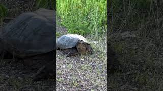 Giant turtle! #turtle #ninjaturtles #wildlife #amazing