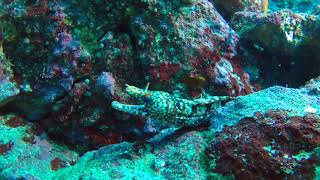 Scuba Diving: Dragon Moray Izu Oceanic Park