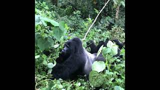 sliver back gorilla family@kibale national game Park in Uganda#gorillas have a good moments