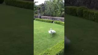 White Peacock