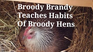 Habits Of A Broody Hen. Broody Brandy Update