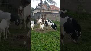 Kambing bermain di kebun #kambing #suarakambing #kambinglokal #kambinglucu #ternakkambing