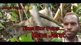 Tikus besar ekor putus