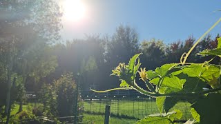 #gardentour  #hurricanehelene