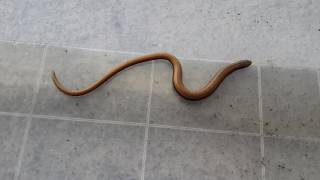 Anguis Fragilis-SlowWorm