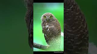 beauty of owl🦉#owl#birds#wildlife#nature