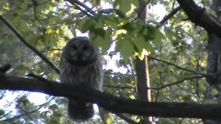 China's First Owl