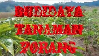 PESONA ALAM DESA JEMASIH PETANI PORANG