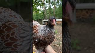 Poule Wyandotte doré liseré bleue 🥰