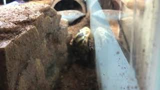 Hank The tortoise moves his giant rock out of the way!