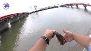 ライトフィッシング (浜名湖) ヒラメ釣り